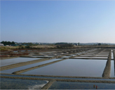 Marais Salants de Guérande